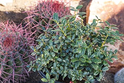 Burford Shrub (1G), Flowering Shrubs Privacy Trees for Planting, Live Plants in Planters for Outdoor Plants, Ilex Plant Live Plant Outdoor Garden Decor, Potted Plants Live Tree by Plants for Pets - Image 6