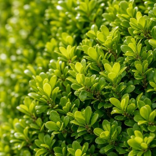 Japanese Boxwood | 3 Large 4 Inch Pots | Buxus Microphylla | Formal Evergreen Low Maintenance Hedge Plants - Image 3