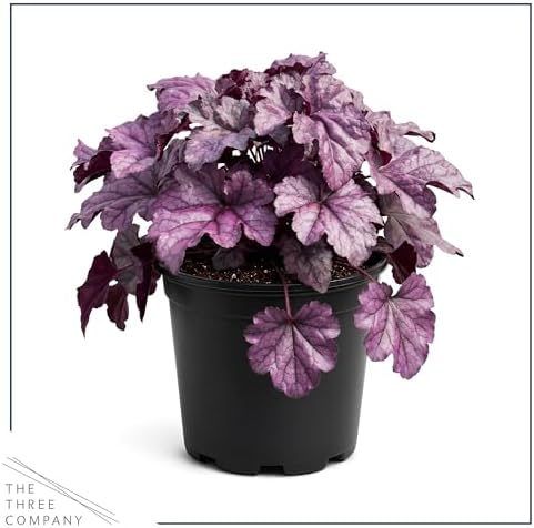 Heuchera (Coral Bells) - Shades of Purple, Live Shade Perennial, 10" Tall by 6" Wide in 2 Qt Pot - Image 3