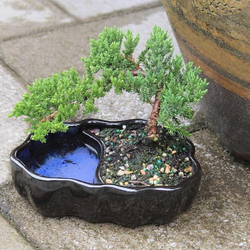 Brussel's Bonsai - Small Juniper Live Bonsai Tree, Potted Outdoor Plant - Image 5