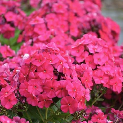 Red Phlox Live Plant, Hardy Ground Cover Perennial, 4-6 Inch Tall - Image 6