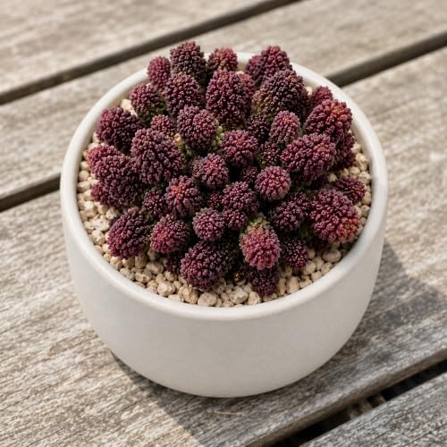 Adromischus Marianae VAR. Herrei Live Succulent Plant 2-2.5", Bare Root Succulent, No Pot or Soil, Easy Care Indoor Houseplant for Home Decor, Terrariums & Succulent Collections - Image 3
