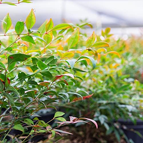 Perfect Plants Gulfstream Nandina Shrub, 1 Gallon, Live Plant - Image 5