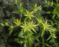 Sedum sarmentosum- Gold Moss Stonecrop (100 Seed),Drought Resistant by Unknown