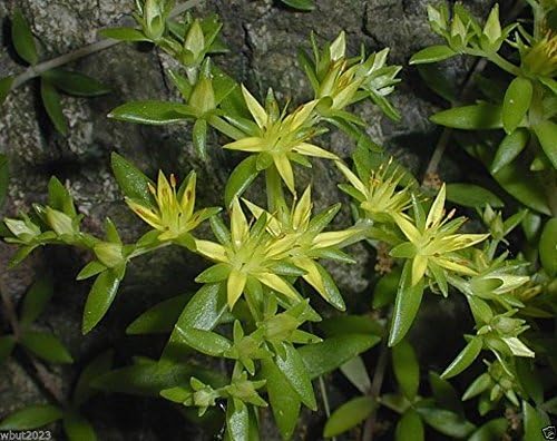 Sedum sarmentosum- Gold Moss Stonecrop (100 Seed),Drought Resistant by Unknown