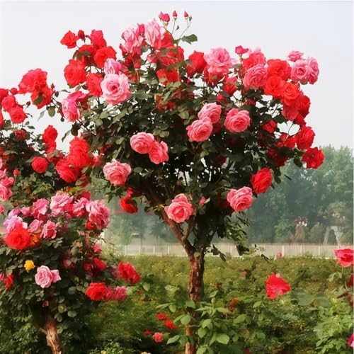 285PCS Mixed Tree Rose Seeds – Multi-Color Rose Tree Flowers for Planting – Hardy, Long-Blooming Ornamental Seeds for Home Gardens, Pots & Outdoor Decor - Image 4