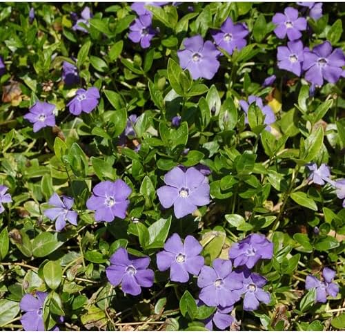 Vinca Major Variegata, Variegated Big Leaf Periwinkle Plant, Purple Flowering Ground Cover, Live Perennial Garden Plants (4.5" Pots/Flats of 10) - Image 6