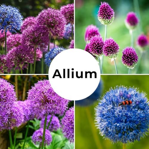 Purple Allium Bulbs for Planting - Easy to Grow Perennial Flowers, Top Size Bulbs, Large Spherical Blooms (20 Bulbs) - Image 4