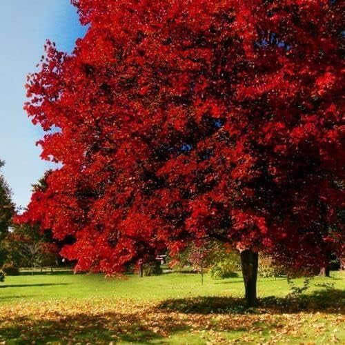 Brandywine Maple Tree - 6-12" Tall Live Plant - 2.5" Pot - Image 5