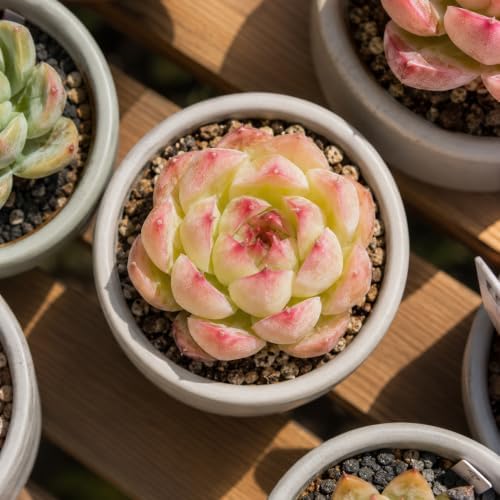 Echeveria 'Soul Fairy' Bare Root Succulent Live Plant for Home Collectors - Image 4