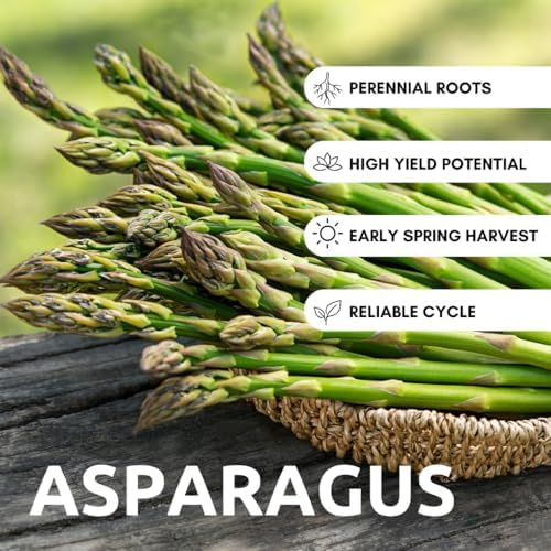 Mary Washington Live Asparagus Bare Root Plants - 2yr Crowns - (5 Crowns) Can Not Ship to California - Image 2