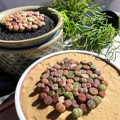 Lithops Random Mix Rare Live Succulent Plants, 30/50/100 Pcs Succulent Live Plant, Bare Root Without Pot Soil, Garden Indoor Office, Friend Plant Lovers Gifts (Normal 30pcs) - Image 4
