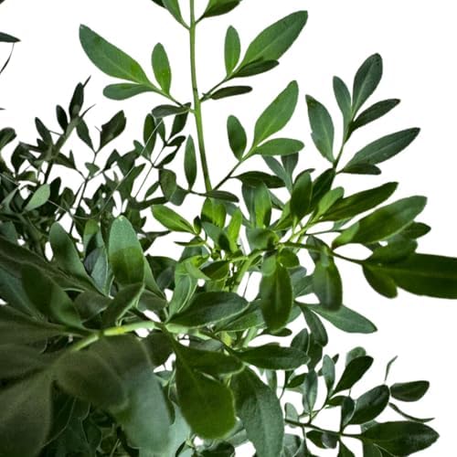 Ruda Rue Plant 4 inch Pot Herb Live Plant - Image 2