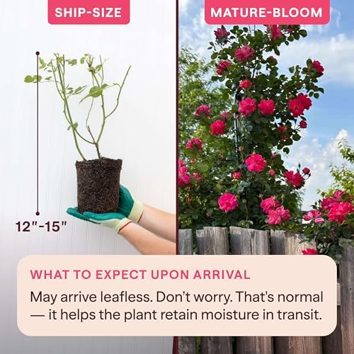 Heirloom Climbing Roses, Live Own Root Plant, Highwire Flyer™ - Image 2