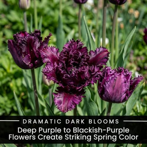 10 Black Parrot Tulip Bulbs | Deep Purple Ruffled Late Spring Flowers - Image 2