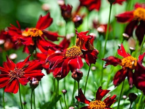 Greenwood Nursery: Live Perennial Plants - Hot Paprika Tickseed + Coreopsis Verticillata - [Qty: 5X Pint Pots] - (Click for Other Available Plants/Quantities) - Image 3