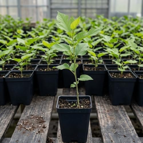 Red White Rose of Sharon Plant Live, Flowering Althea Plant, 6-12 Inch Tall - Image 3