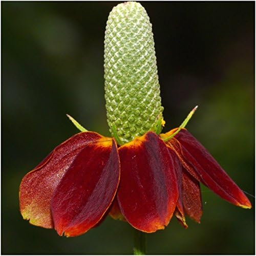 Seed Needs Perennial Wildflower Seed Mix 30,000 Seeds 2 Ounce Bulk Pack - Image 7