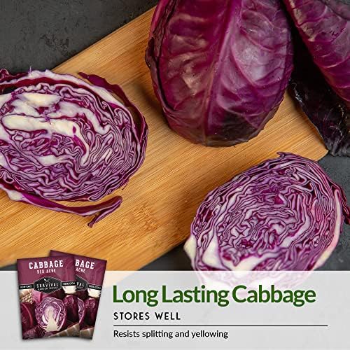 Red Acre Cabbage Seeds for Planting – Survival Garden Seeds (2 Packs) - Image 6