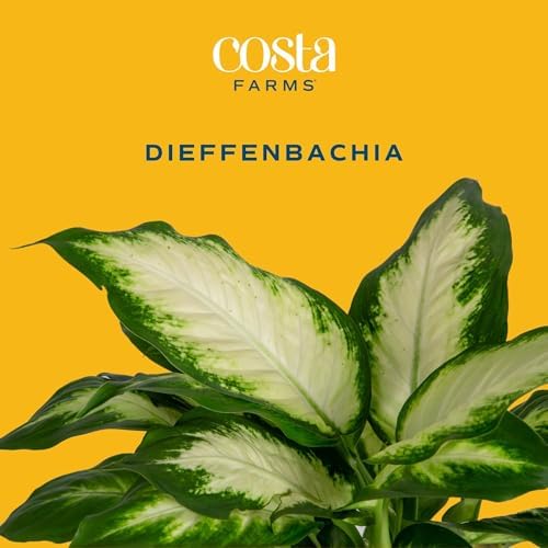 Costa Farms Dieffenbachia, Live Indoor Plant, Easy Care, Home Decor - Image 3