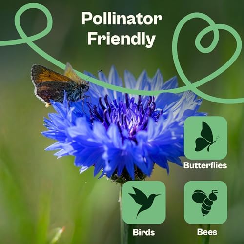 SVI 800 Blue Bachelor Button Seeds (Centaurea Cyanus) - Cornflower, Pollinator Favorite, Drought Tolerant, Heirloom Seed - Annual Flower Seeds in Seed Packets for Gardens & Containers, Cut Flowers - Image 4
