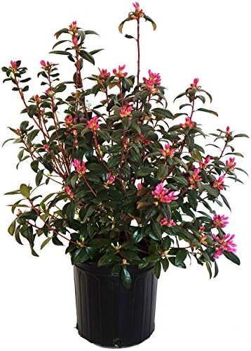 Rhododendron 'Aglo' (Rhododendron) Evergreen, pink flowers, #2 - Size Container by GreenPromiseFarms