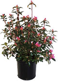 Rhododendron 'Aglo' (Rhododendron) Evergreen, pink flowers, #2 - Size Container by GreenPromiseFarms