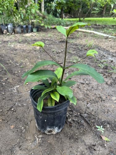 Exotic Mangosteen Purple (Garcinia Mangostana) Mangostan Tropical Live Fruit Tree 10in to 24in - Image 4