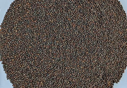 Broccoli Sprouting Seeds One Pound Non-GMO for Sprouts and Microgreens - Image 5