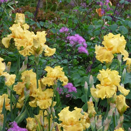 Eden Brothers Re-Blooming Bearded Iris - Oregon Firestorm, 1 Bulb - Image 3