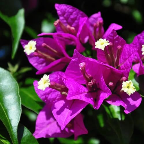 Purple Bougainvillea Plants - Live Bougainvillea Glabra Lilac Plants – Pack of 2 – Vibrant Purple Blooms – Hardy Flowering Vine – Ideal for Containers & Trellises – Drought-Tolerant & Low Maintenance - Image 4