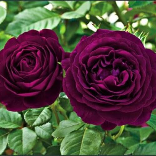Climbing Rose Live Plant, Fragrant Reblooming Flower Bush, 5-7 Inch Tall by TANKDA