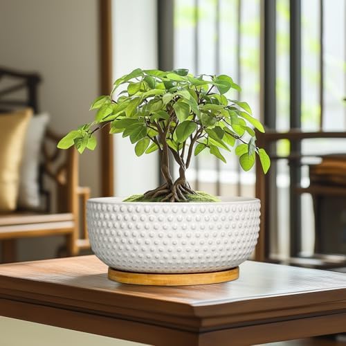 Succulent Pots 8 Inch - Ceramic Bonsai Planters for Indoor Plants, Plant Pot with Drainage Hole and Saucer, Shallow Round Flower Planter, Modern Room Decor, Gifts for Plant Lover, White - Image 2