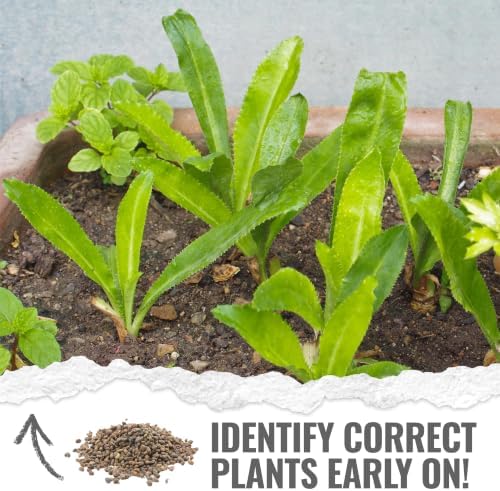 Seed Needs Culantro Seeds to Plant Non-GMO Heirloom Sawtooth Herbs XL Pack - Image 5