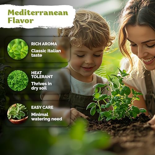 1,200 Italian Oregano Heirloom Herb Seeds for Planting, Origanum Vulgare - Image 4