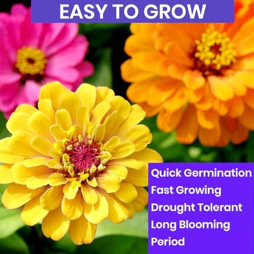 NatureZ Edge Zinnia Seeds for 2026 Planting Outdoors, Over 1600 Flower Seeds, 10g, Non GMO Made in USA, Bulk Semillas De Flores para Sembrar, Pumila Mix, Easy to Grow Zinnia Seed Mix - Image 3