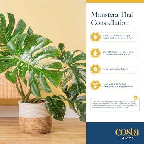Costa Farms Thai Constellation Monstera, Live Indoor Plant, Tropical Plant - Image 6