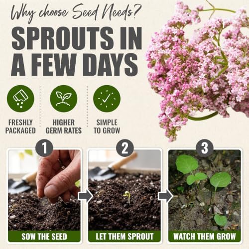 Seed Needs Valerian Seeds to Plant an Herb Garden - 2 Packs - Image 5