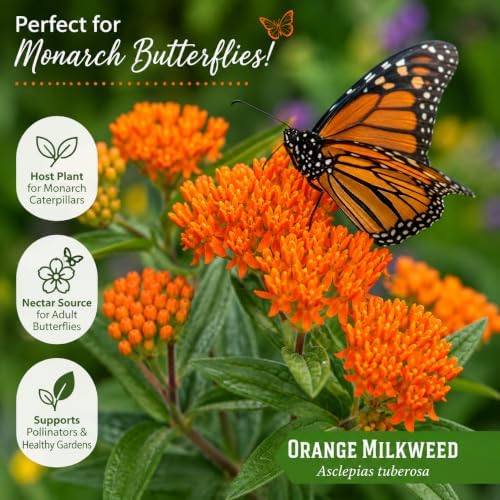 2 Orange Butterfly Milkweed Live Plant Asclepias Tuberosa Plants - Image 5
