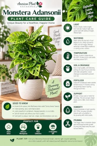 American Plant Exchange Monstera Adansonii – Live 6-Inch Pot Swiss Cheese Totem Pole, Trained Climbing Vine, Easy-Care Air Purifying Houseplant for Home, Office & Garden Décor - Image 4