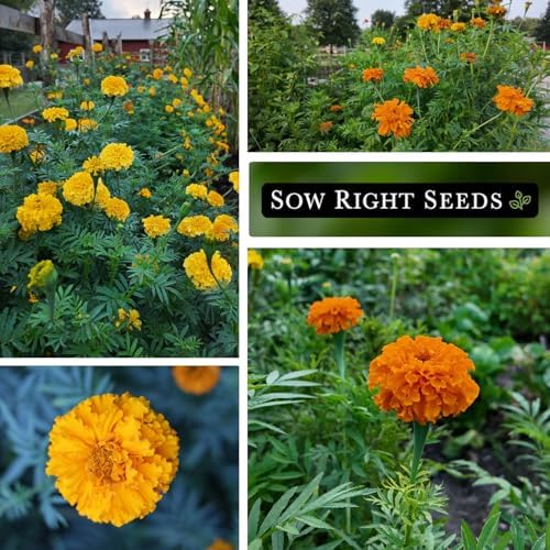 Sow Right Seeds- Crackerjack African Marigold Seed for Planting Flowers 4pk - Image 4