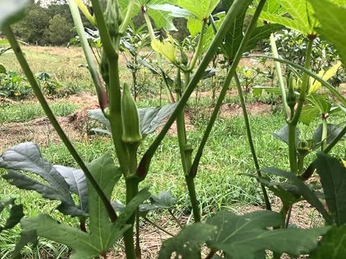 Organic Clemson Spineless Okra (Abelmoschus esculentus) 250 Seeds (25 Grams) - Common Ivy, Gobbo, Gumbo, Ivy Gum Plant, Ladies' Fingers, Ochro, Okra, Okro by Smoke Camp Crafts by SmokeCampCrafts