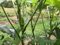 Organic Clemson Spineless Okra (Abelmoschus esculentus) 250 Seeds (25 Grams) - Common Ivy, Gobbo, Gumbo, Ivy Gum Plant, Ladies' Fingers, Ochro, Okra, Okro by Smoke Camp Crafts by SmokeCampCrafts