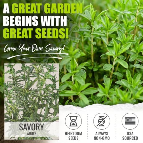 Seed Needs Winter Savory Seeds to Plant an Herb Garden - 5 Packs - Image 2