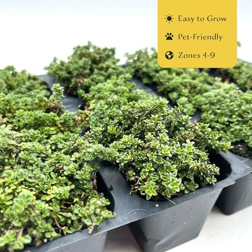 12 Elfin Thyme – Low-Growing, Fragrant Evergreen Groundcover for Borders, Rock Gardens & Containers – (Thymus serpyllum 'Elfin') in 2.5″ Cubes, Live Plants - Image 6