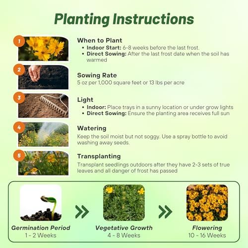 Outsidepride Lance-leaved Coreopsis Seeds - 5 lbs. Perennial, Humidity & Drought Tolerant Flower Seeds for Planting Clumping Vibrant Golden Blooms, Ideal for Xeriscaping and Low Maintenance Gardens - Image 4