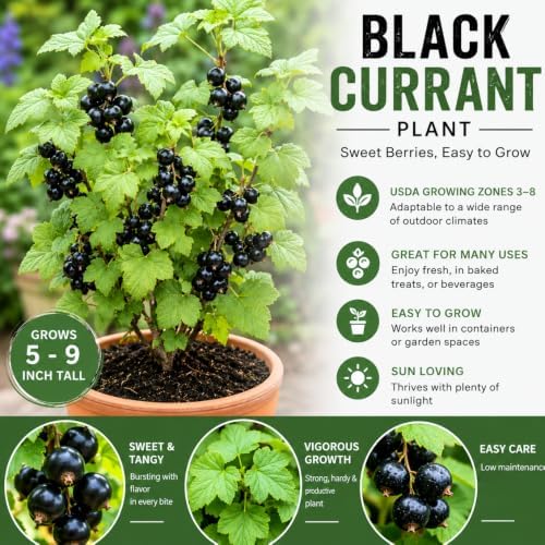 Black Currant Bush Live Plant, Sweet Berry Plant, 6-12 Inch Tall - Image 5