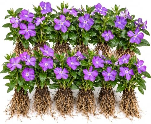Set 12 Vinca Periwinkle Live Vines, Hardy Perennial Flower Plant by Unknown