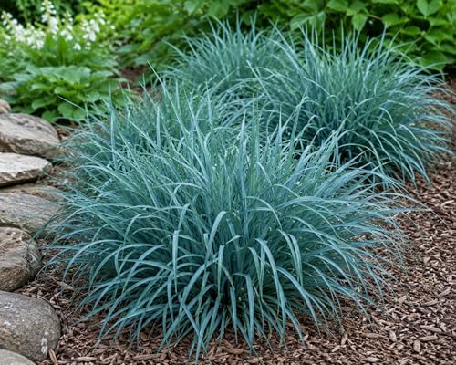 3 Blue Wood Sedge (Carex flaccosperma) Live Plant Plug – Native Evergreen Ornamental Grass – Shade Loving Groundcover – Low Maintenance Landscape Perennial (3 Plugs) by CZGrain