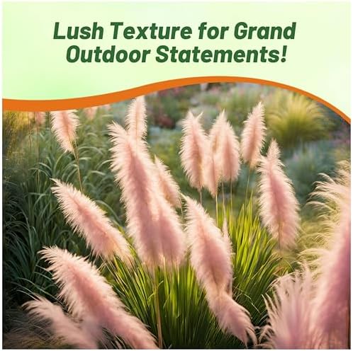 Outsidepride Pink Pampas Grass Seeds – 2,000 Pcs. Perennial, Drought-Tolerant Ornamental Grass for Large Garden Borders, Privacy Landscaping, Xeriscaping, and Low-Maintenance Outdoor Spaces - Image 5